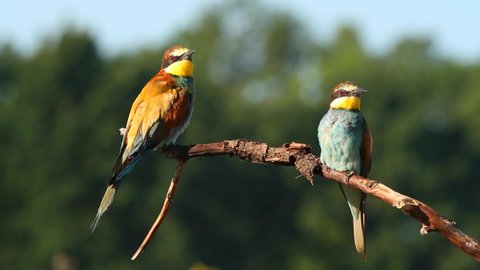 European bee-eater, merops apiaster. In the early morning, a family of birds sitting on a beautiful old branch