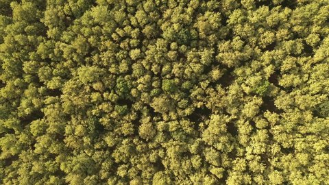 Aerial view of cottonwood forest green treetops from drone pov, top view