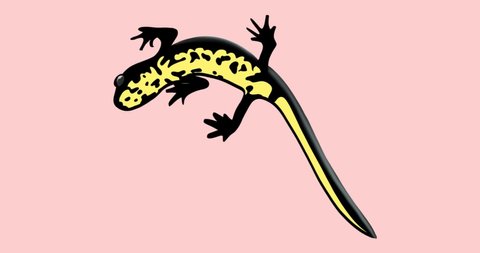 Bottom view of a newt on a colored background
