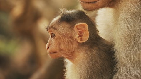Goa, India. monkey Bonnet Macaque - Macaca Radiata Or Zati Is Looking For Fleas On Its Cub. Close Up.