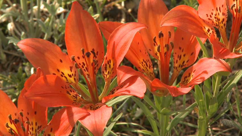 Western wood lily wildflowers in the Rocky Mountains of Canada