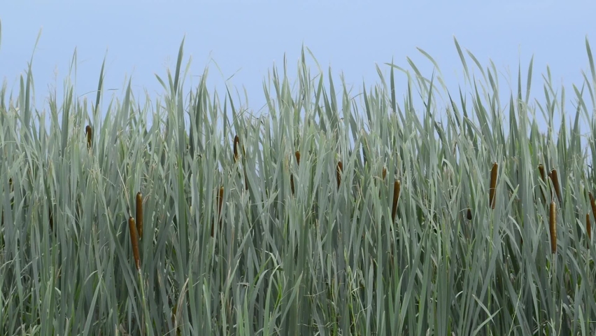 Cattails Backdrop Stock Video Footage - 4K and HD Video Clips
