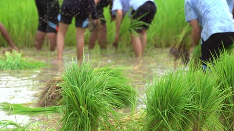 Rice plantation in field on countryside, rice seeding in organic agriculture farm in Asia, green of rice plant in water and soil for growth, farmer people working in area of field, lifestyle in rural