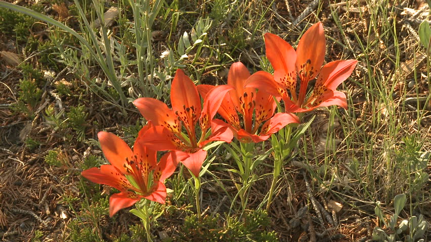 Western wood lily wildflowers in the Rocky Mountains of Canada zoom in