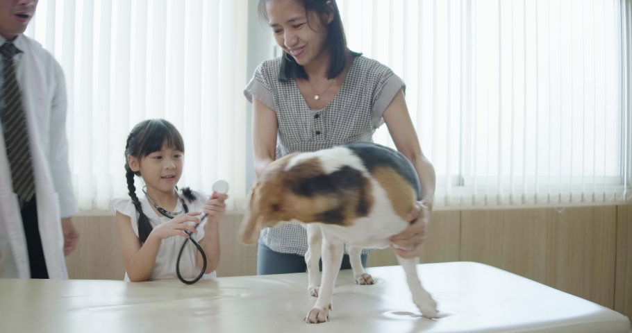A child girl happy playing pretend as veterinarian pet doctor with stethoscope working on beagle dog health care check-up at clinic room inside hospital