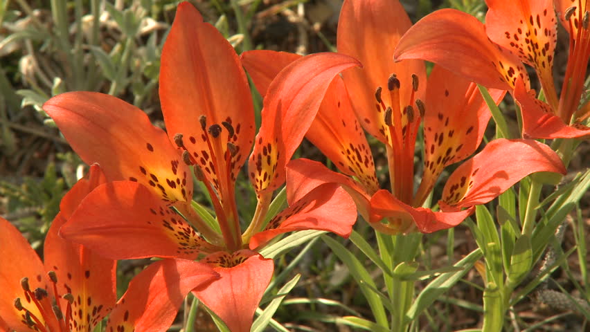 Western wood lily wildflowers in the Rocky Mountains of Canada zoom out