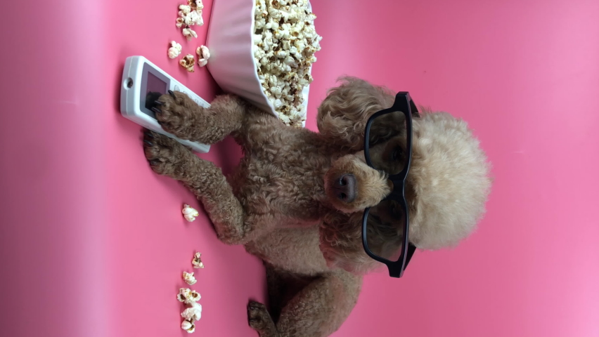 dog apricot poodle watching a movie in 3D glasses with a bowl of popcorn and console on a pink background, vertical video frame Royalty-Free Stock Footage #1060283081