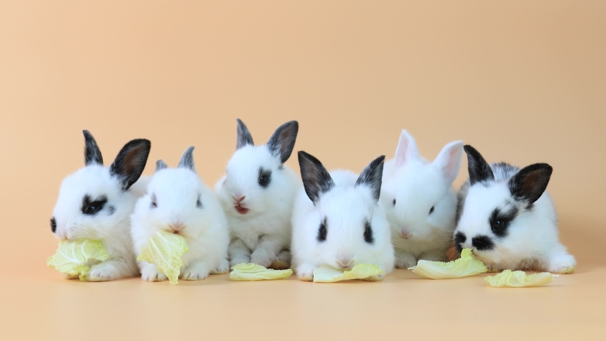 Download Group Of Lovely Bunny Easter Stock Footage Video 100 Royalty Free 1060283237 Shutterstock