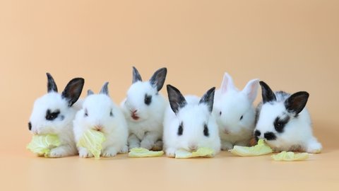 Group of Lovely bunny easter fluffy rabbits, Adorable baby rabbits eat carrot and vetgetable on a pastel orange background. Easter white hares eat carrot, concept for Easter. Close - up of a rabbit.