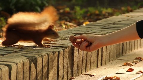 The squirrel takes a nut from his hands. The squirrel takes a nut and runs away