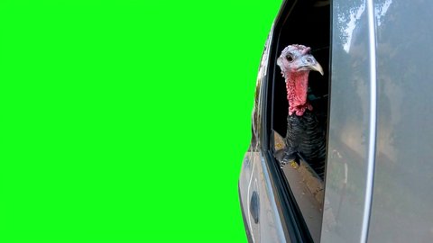 The turkey sits in the car and looks in different directions on the green screen.