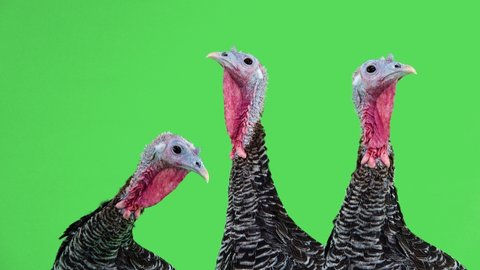 Three  female turkeys looking in different directions on the green for Thanksgiving.
