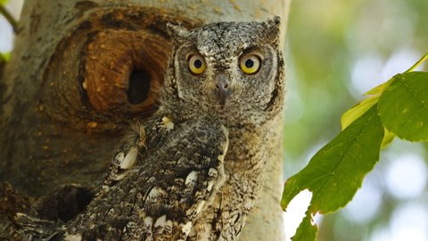 A head of Scops Owl immature on a tree in day light