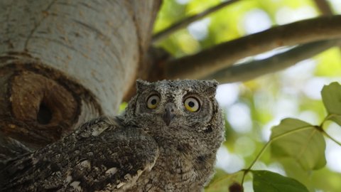 A head of immature Scops Owl on a tree in day light