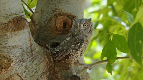 Scops owl on a tree in day light