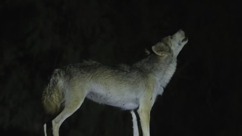 A wolf stands and howls at night in the desert