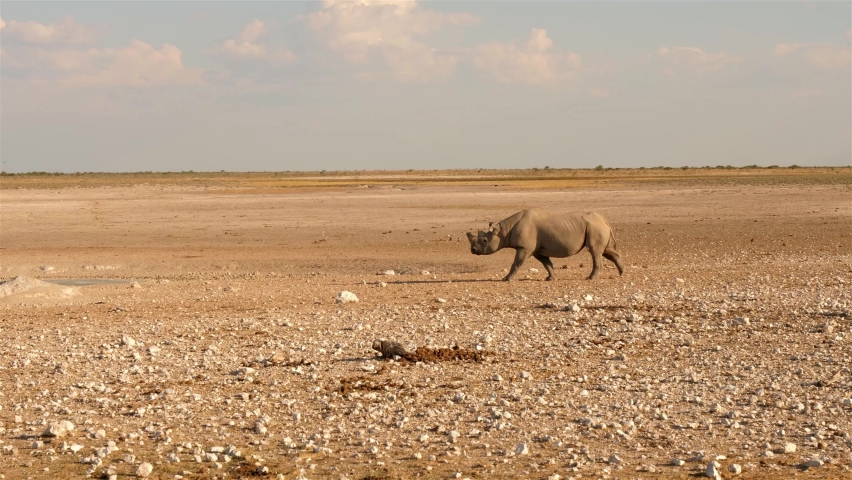 Rhino at a waterhole in the Etosha national park evict or exile a drinking group of female Lions. After that it drinks water himself. Royalty-Free Stock Footage #1060287269