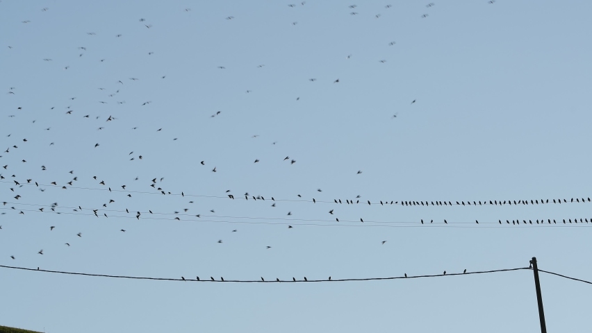 Flock of birds on the wires in the countryside | Shutterstock HD Video #1060289651
