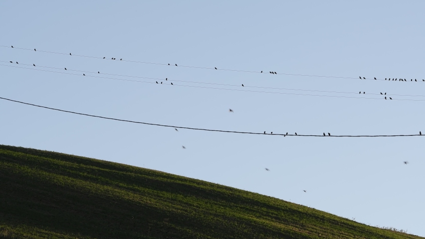 Birds on the wires in the countryside | Shutterstock HD Video #1060289654