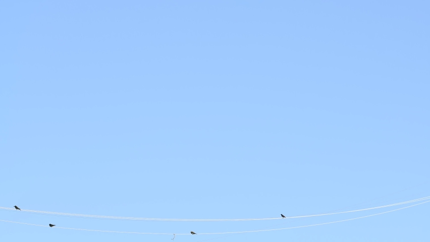 Birds on the wires in the countryside | Shutterstock HD Video #1060289660