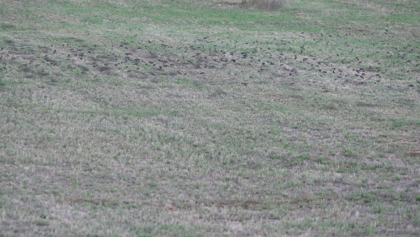 Flock of birds on a freshly harvested field | Shutterstock HD Video #1060289672