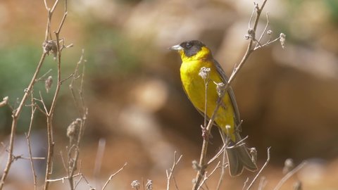 Black headed bunting on twig
Close up shot view, Mount Hermon Israel
