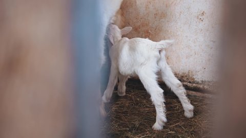 Breastfeeding Baby Goats Little Newborn Goatling Stock Footage Video (100%  Royalty-free) 1060405870 | Shutterstock
