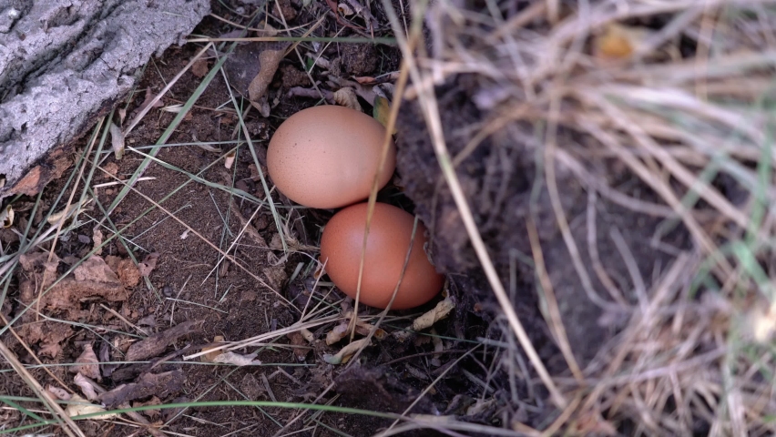 Small eggs lie in nest surrounded by green and yellow grass