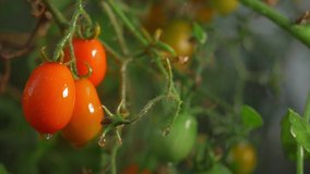 red ripe tomatoes in a greenhouse, drops of water macro video. Raw organic crops, healthy food fresh tomato. Organic fresh harvest in garden, local farming, agriculture