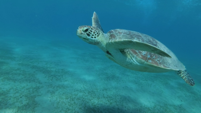 Young Sea turtle swims up in blue water, takes a breath and dives to the sandy bottom covered with green sea grass. Great Green Sea Turtle (Chelonia mydas). Red Sea, Egypt Royalty-Free Stock Footage #1060300895
