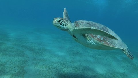 Young Sea turtle swims up in blue water, takes a breath and dives to the sandy bottom covered with green sea grass. Great Green Sea Turtle (Chelonia mydas). Red Sea, Egypt