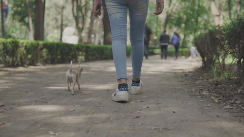View of a chihuahua dog walking in the park next to its owner, only the feet of a girl are seen walking, outdoor path in the autumn park. lovely pet dog