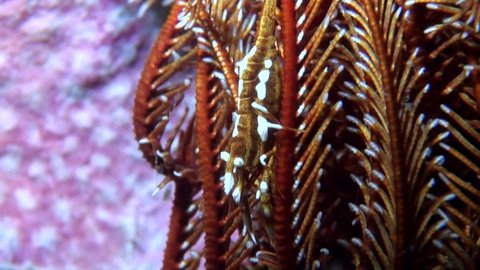 
Crinoid Shrimp (Hippolyte catagrapha) - Macro Shot - Philippines