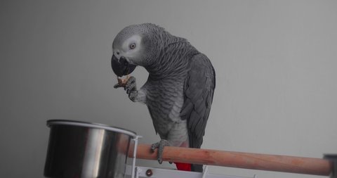 Adorable Grey parrot eating monkey nut , close up , slow motion , 4k 