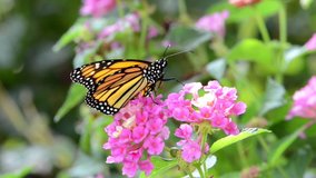 HD video zooming out from a brand new monarch butterfly on pink and yellow lantana flowers, slowly flapping wings small degrees, then looks around and takes off for first flight.