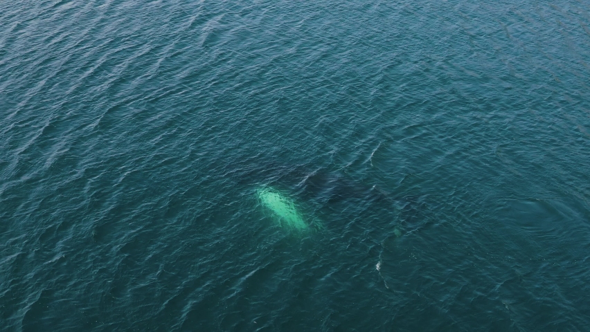 Aerial: Humpback whale swimming and diving in calm blue Atlantic ocean water Humpback whale spouting Iceland whale watching 