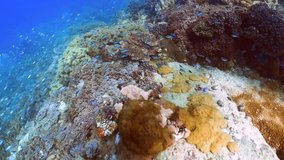 Underwater video of a coral reef on the Southern Great Barrier Reef in Australia