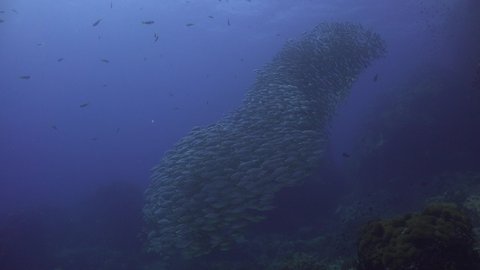 A School of The yellowstripe scad (Selaroides leptolepis)