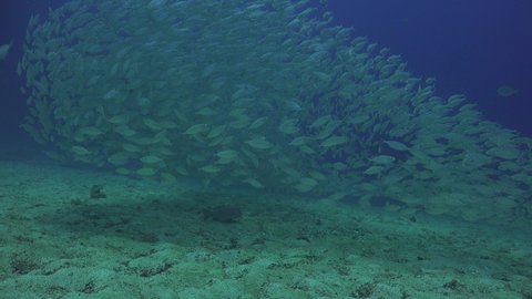 Tree coral groupers hunt a School of The yellowstripe scad (Selaroides leptolepis)	