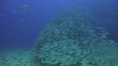 A School of The yellowstripe scad (Selaroides leptolepis) and school of chevron barracuda	