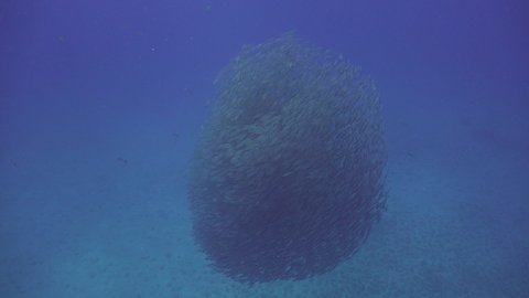 A School of The yellowstripe scad (Selaroides leptolepis) and batfish passing by