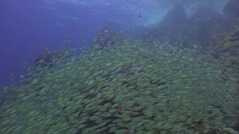 A School of The yellowstripe scad (Selaroides leptolepis) on the reef 