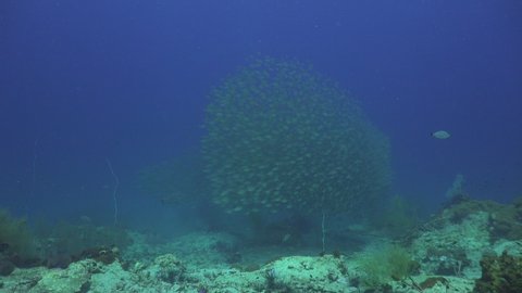 Coral groupers hunting to  A School of The yellowstripe scad (Selaroides leptolepis)