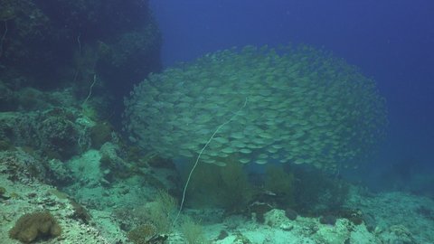 A School of The yellowstripe scad (Selaroides leptolepis)