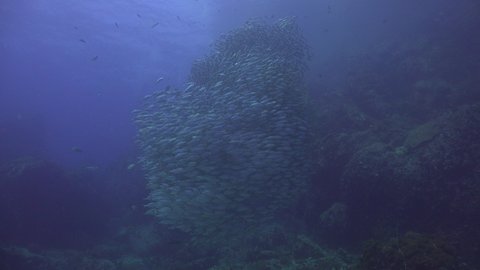 A School of The yellowstripe scad (Selaroides leptolepis) makes shapes 