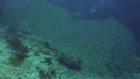 A School of The yellowstripe scad (Selaroides leptolepis) close to the bottom	