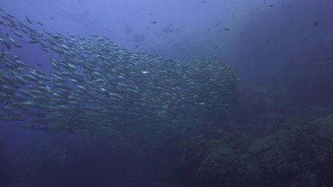 A School of The yellowstripe scad (Selaroides leptolepis) makes shapes	