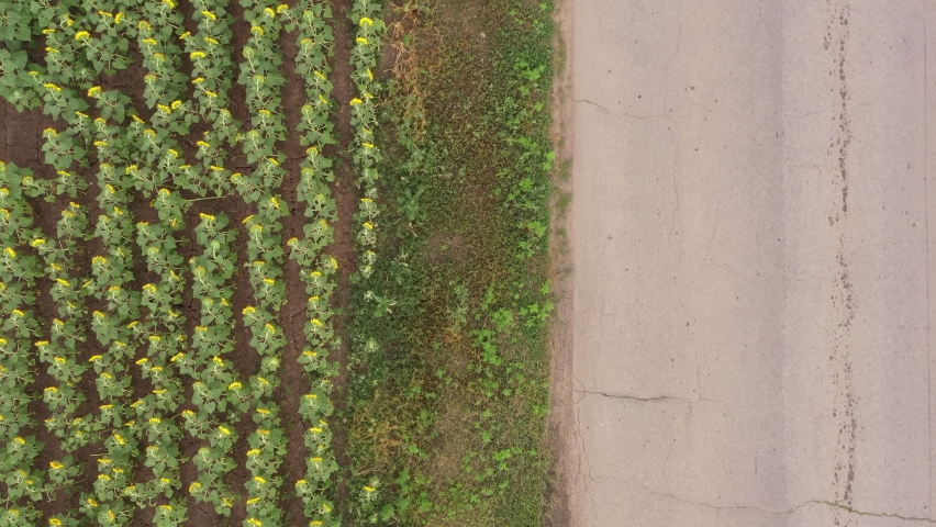 Blooming yellow sunflowers field and rural road. Aerial view.