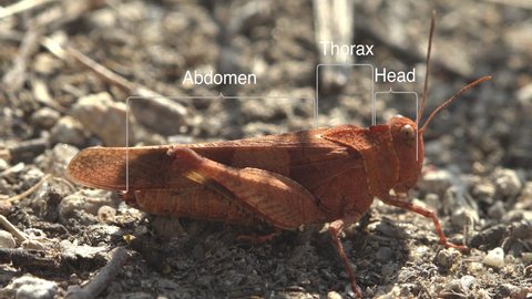 External Anatomy grasshopper diagram, Study Notes on Grasshopper, Dissosteira carolina, Carolina grasshopper, Carolina locust