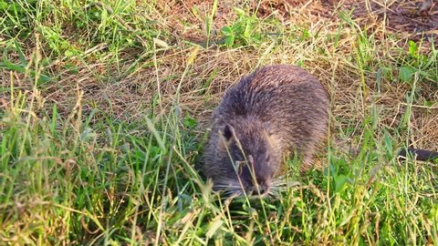 Selective focus. A water otter sits in a meadow and eats green grass. Muskrat